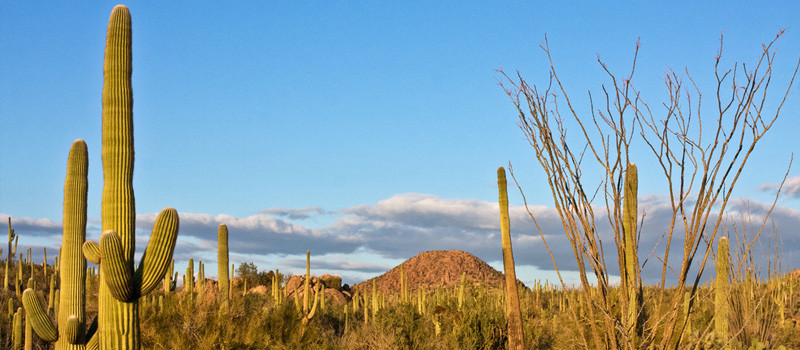 arizona